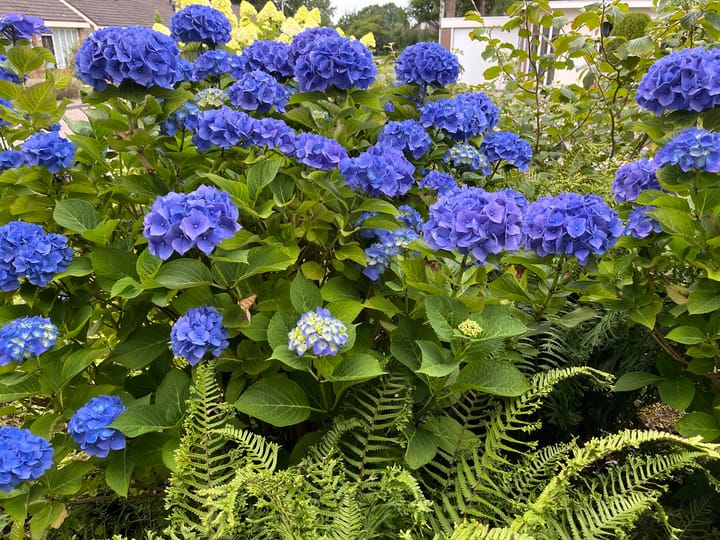 Foto 52 van Dokter Beumerstraat 46-B