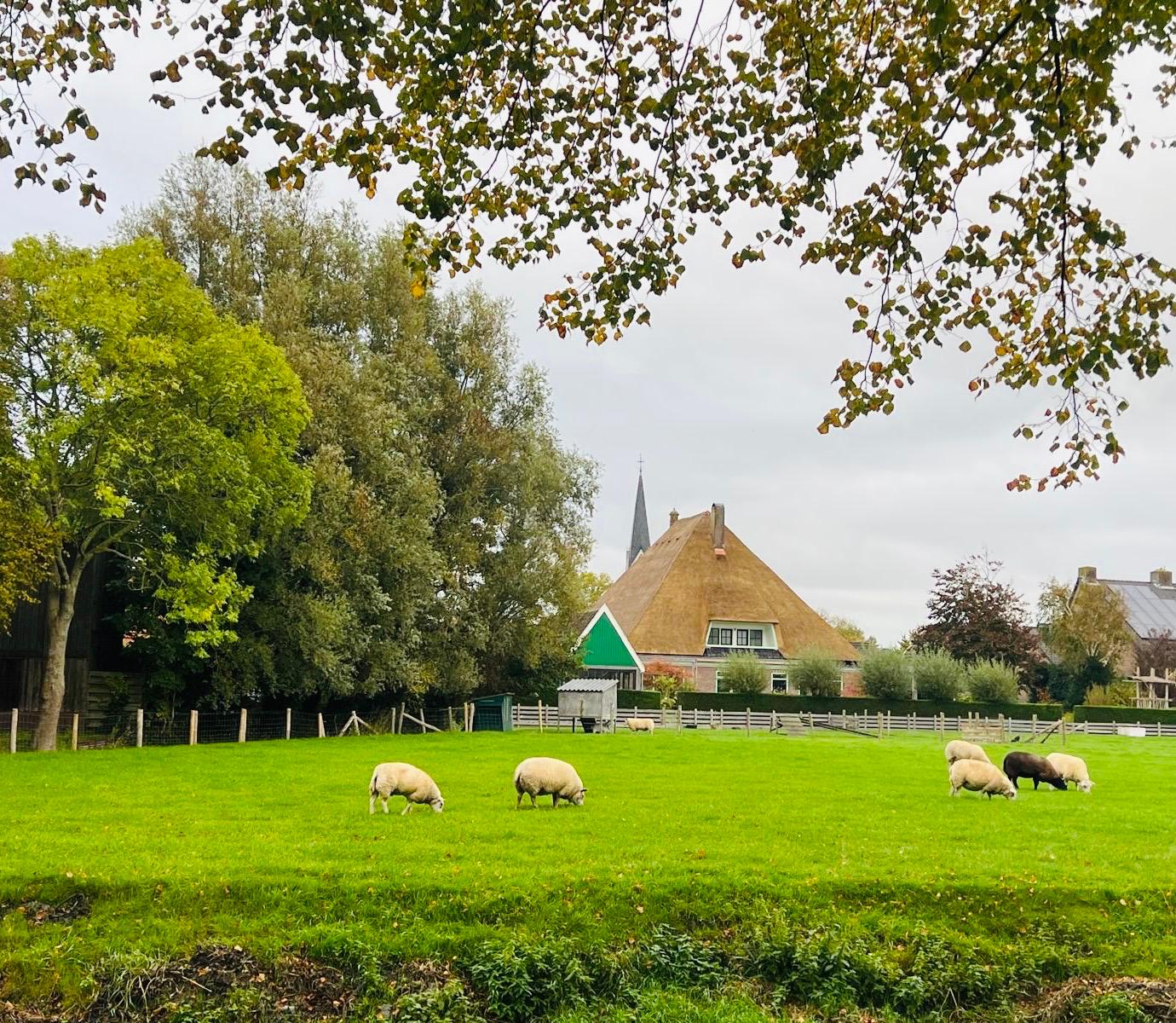 Photo 3 of Zwartepad 8