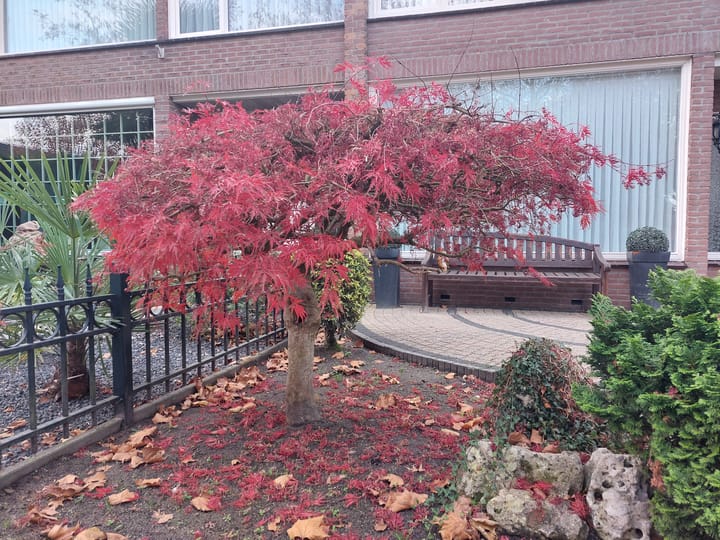 Foto 38 van Palmstraat 89