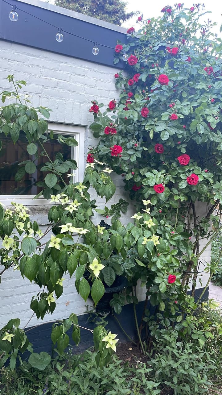 Foto 44 van St Rochusstraat 39