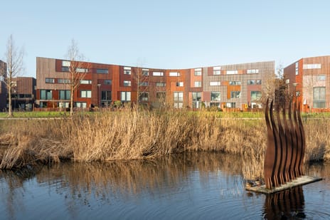 Kokardebloem thumbnail