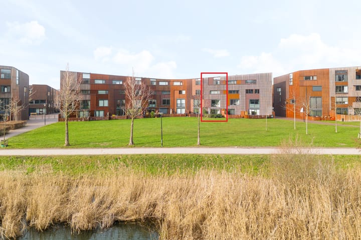 Kokardebloem 25
