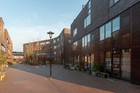 Kokardebloem 25 tertiary image