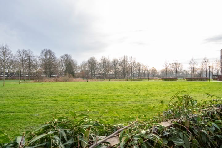 Foto 11 van Kokardebloem 25