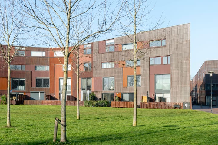 Foto 12 van Kokardebloem 25