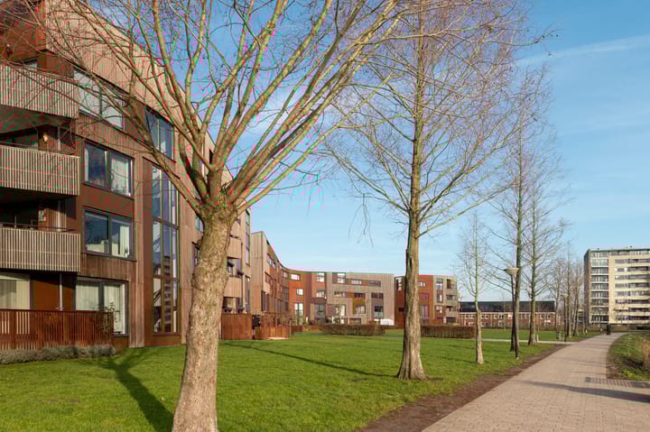 Foto 40 van Kokardebloem 25