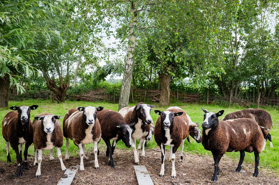 Foto 28 van Meije 80