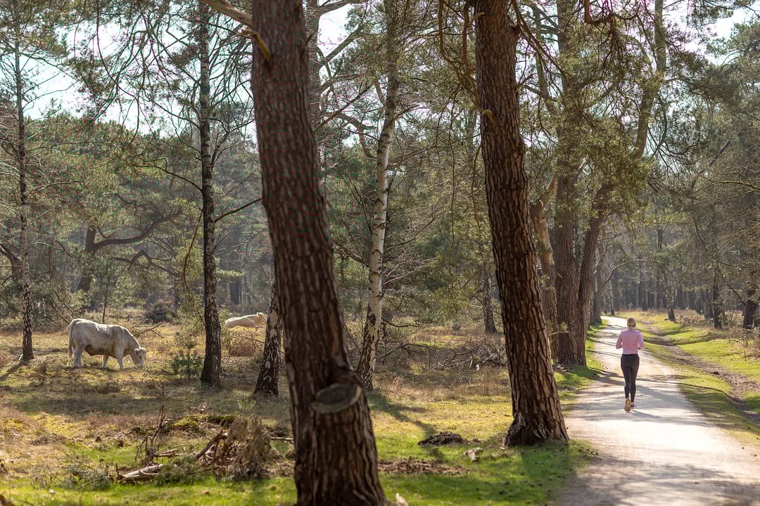 Foto 32 van Van Wassenaerlaan 33