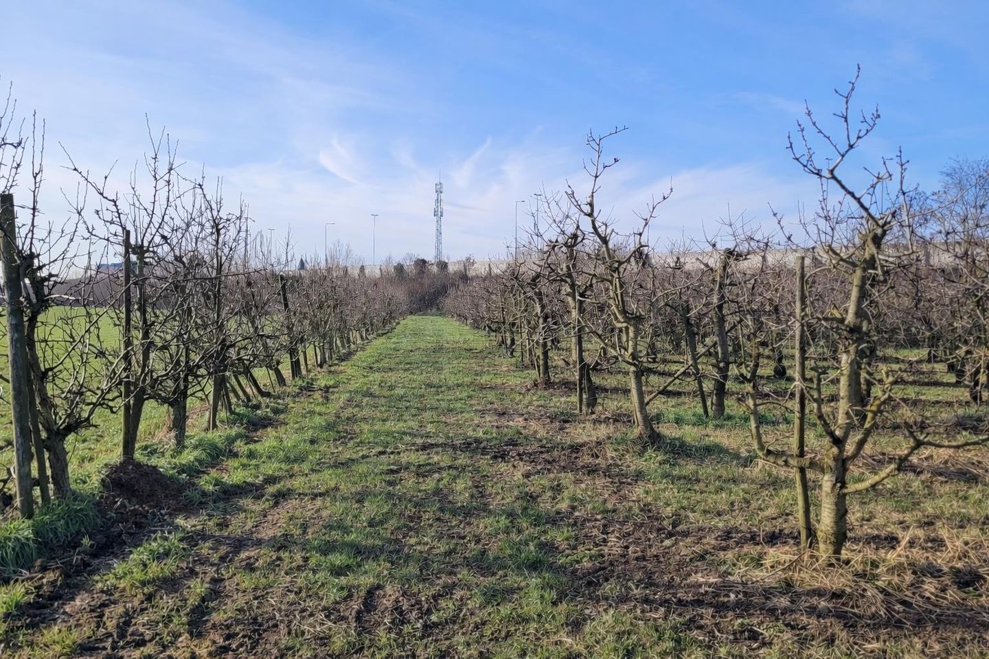 Bekijk foto 5 van Tielsestraat