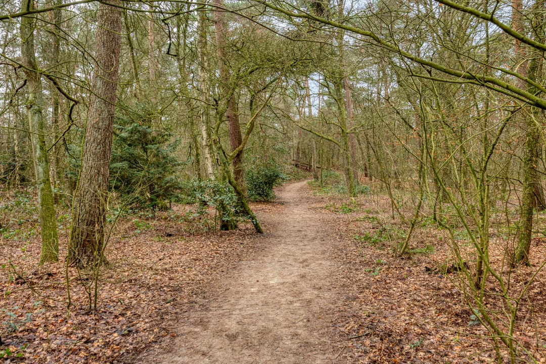 Foto 71 van Bosstraat 78