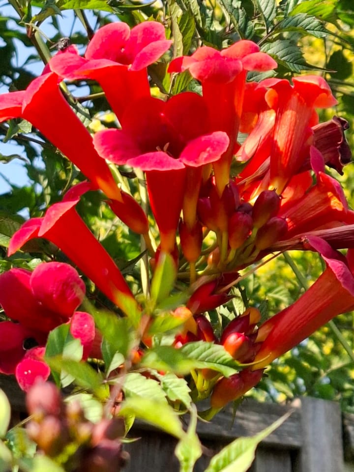 Foto 32 van Graaf van Bentheimlaan 14