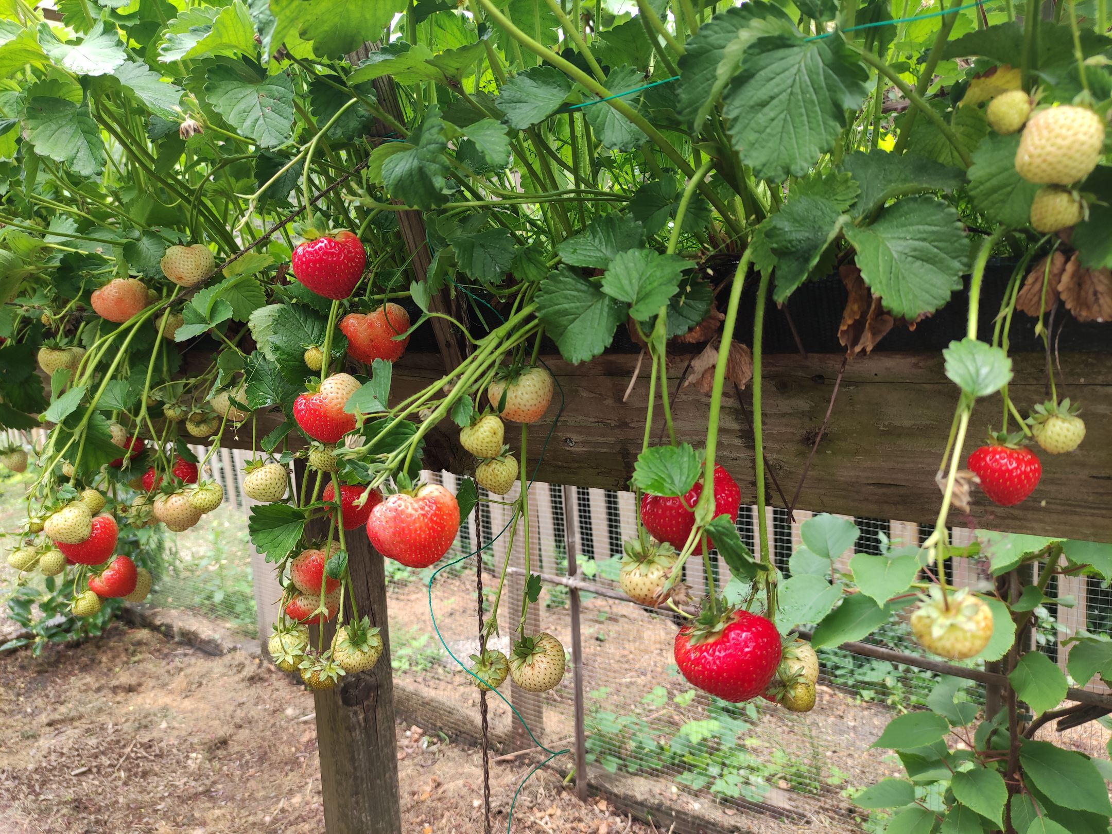 Photo 75 of Weijen 10