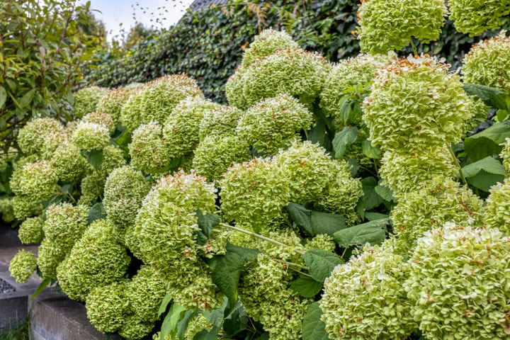 Foto 56 van Menkemaborg 34