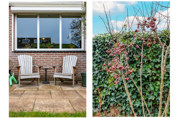 Foto 39 van Fluitekruid 64