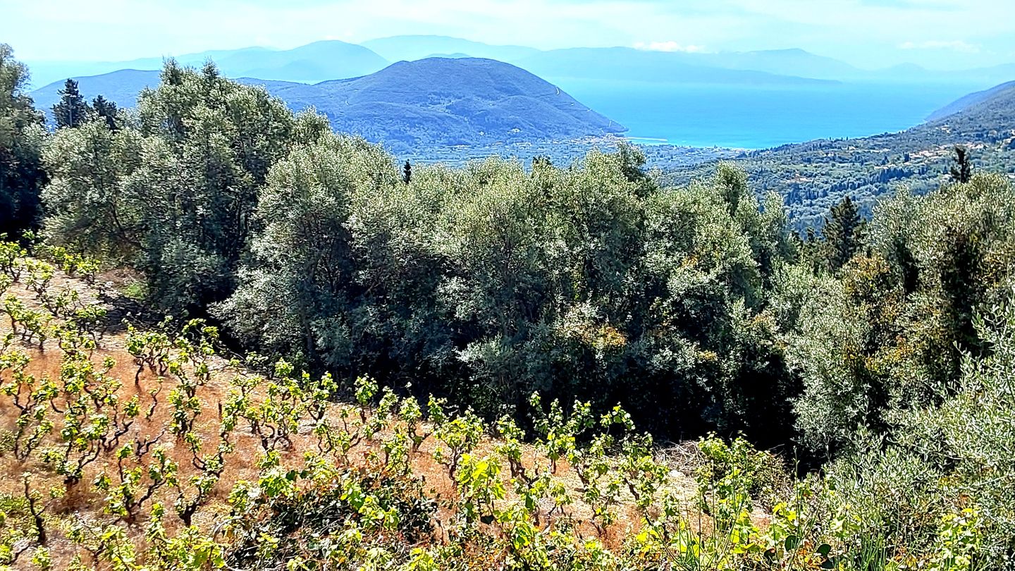 Foto 4 van Nikoli Hillside Estate