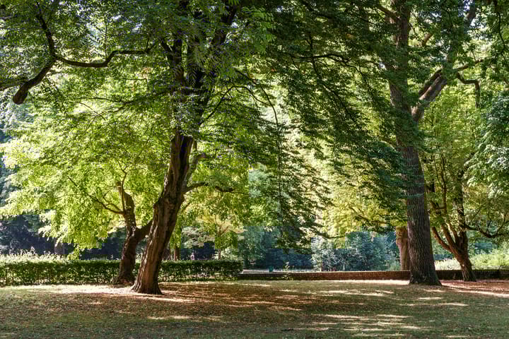 Foto 41 van Anjelierstraat 2