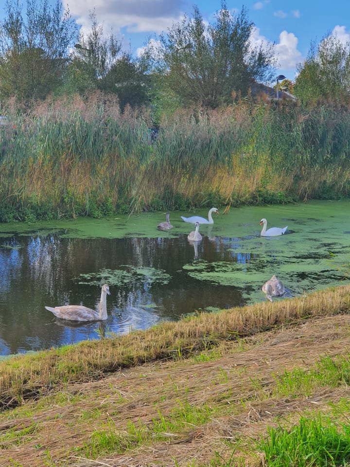 Foto 37 van Gerard Doggerlaan 61