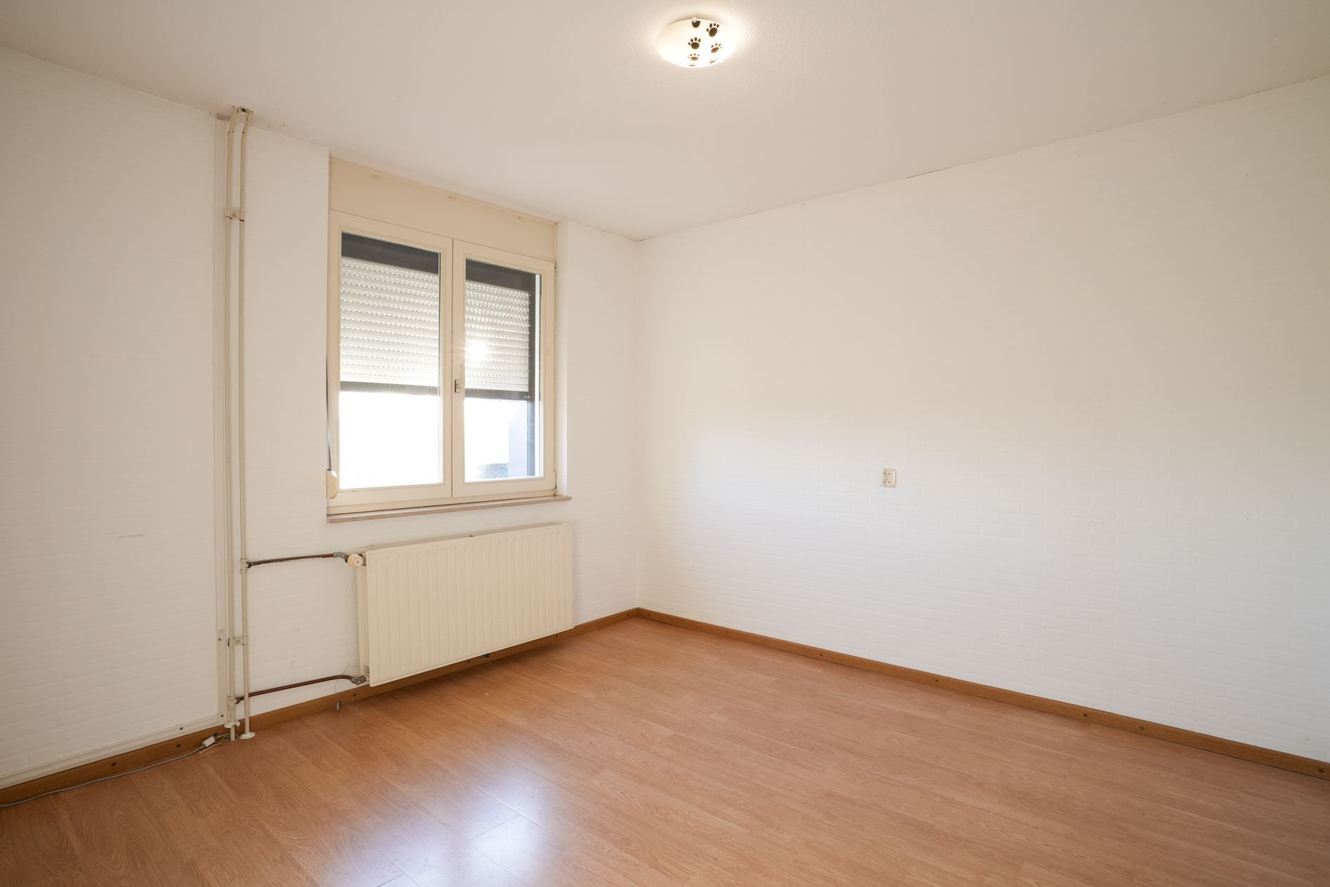 Foto 12 van Weideklokje 12