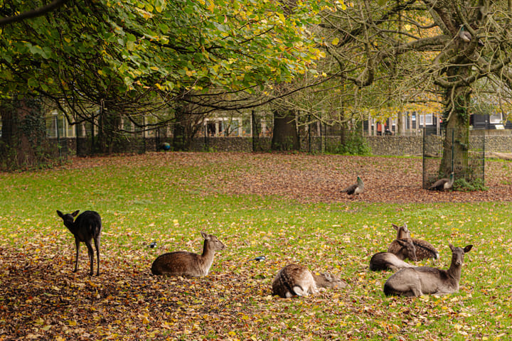 Photo 54 of Wilhelminalaan 7