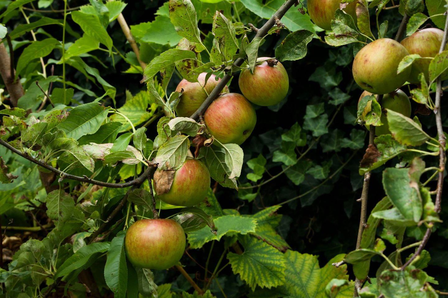 Photo 34 of Wilgenlaan 129