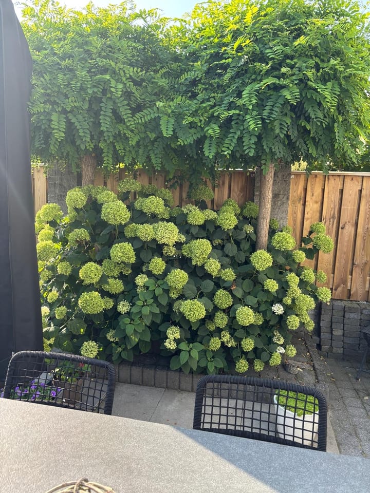 Foto 25 van Tarweplaat 17