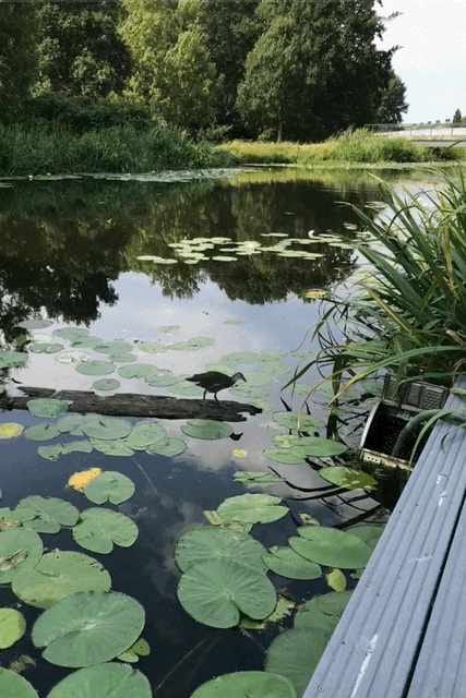 Photo 66 of Brugwacht 162