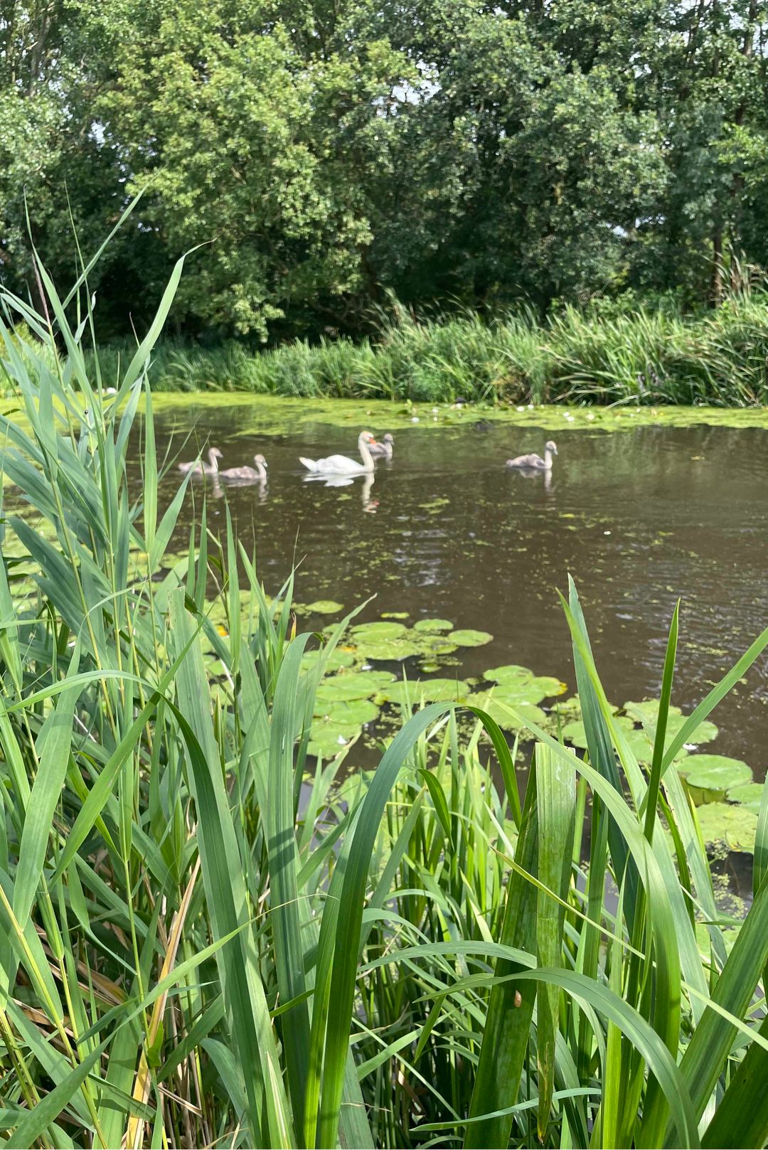 Photo 67 of Brugwacht 162