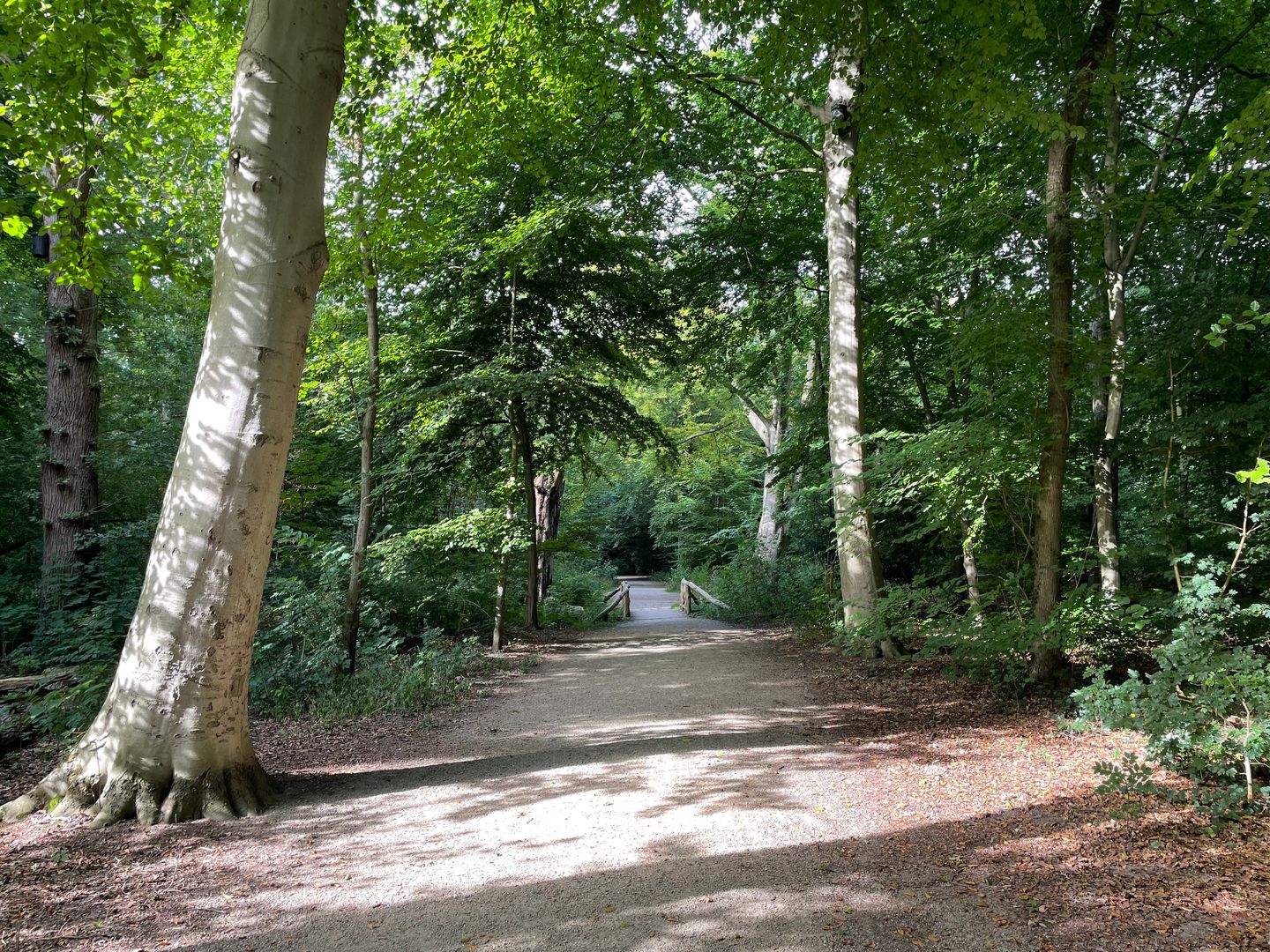 Foto 49 van Kastanjelaan 1