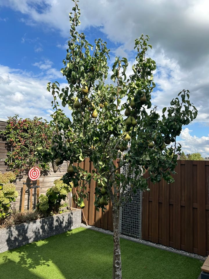 Foto 42 van Penningkruid 27