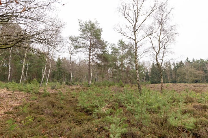 Foto 46 van Plein Vogelzang 10