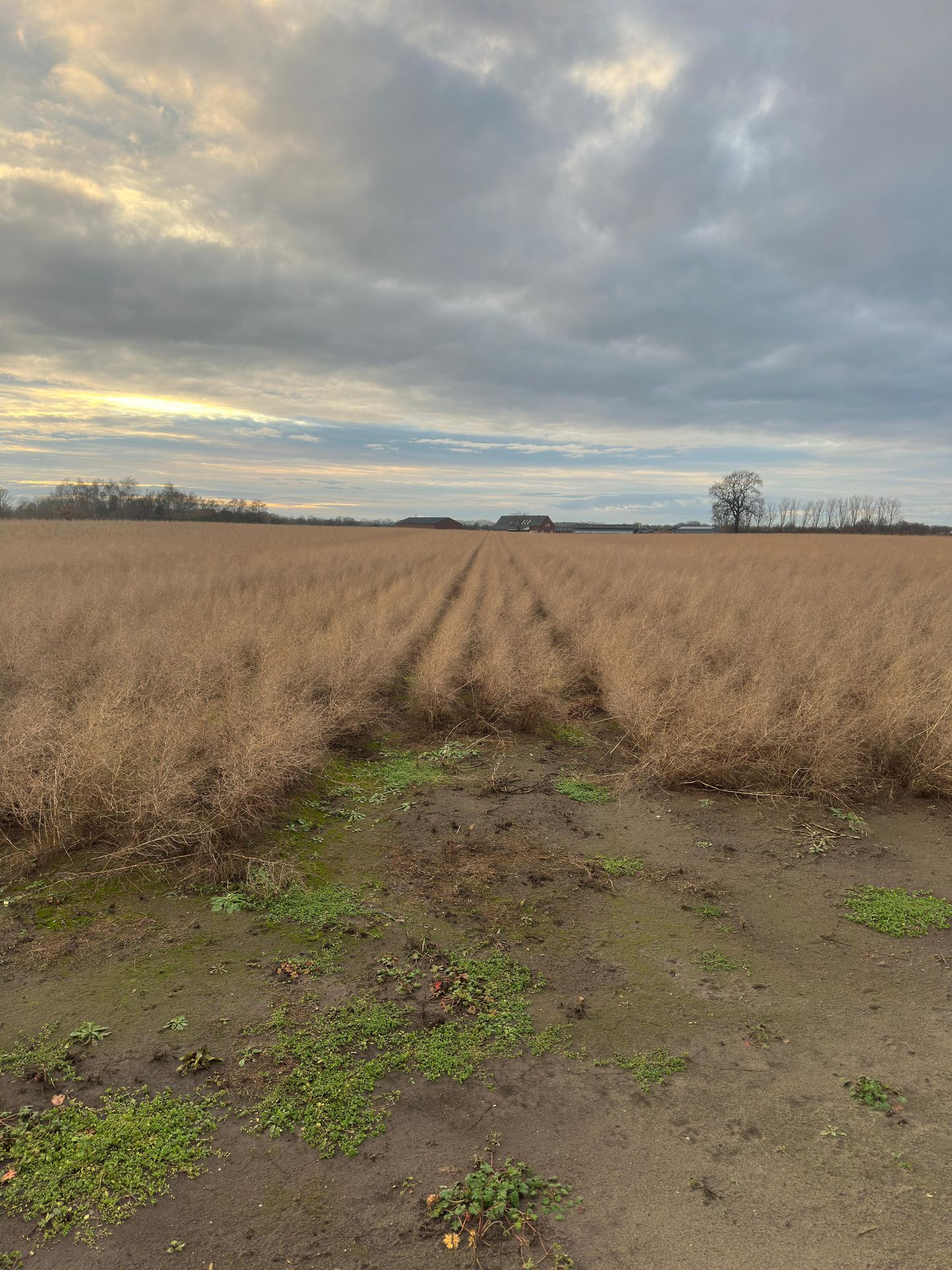 Bekijk foto 3 van Veldstraat