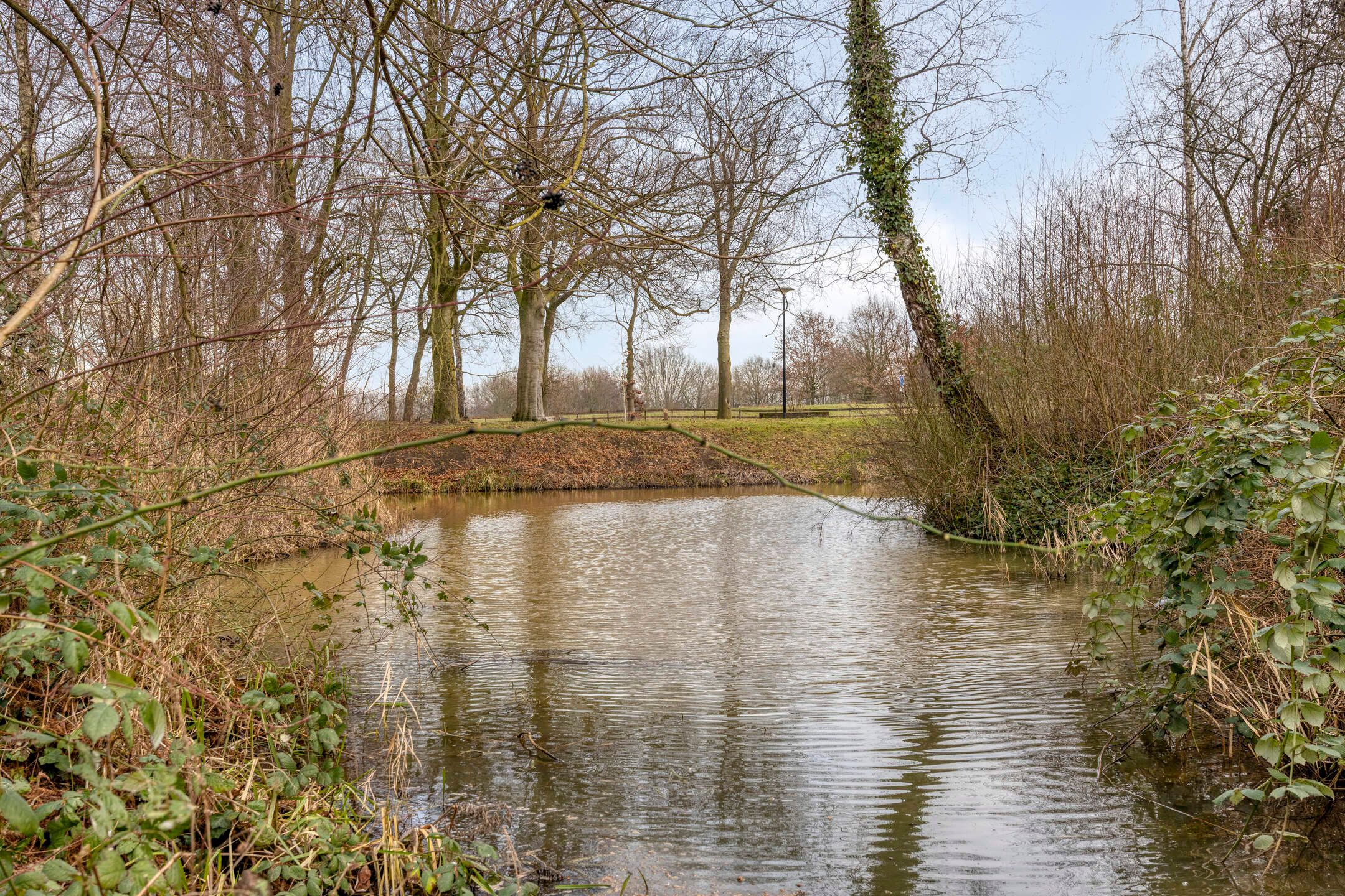 Foto 36 van Winterkoning 19