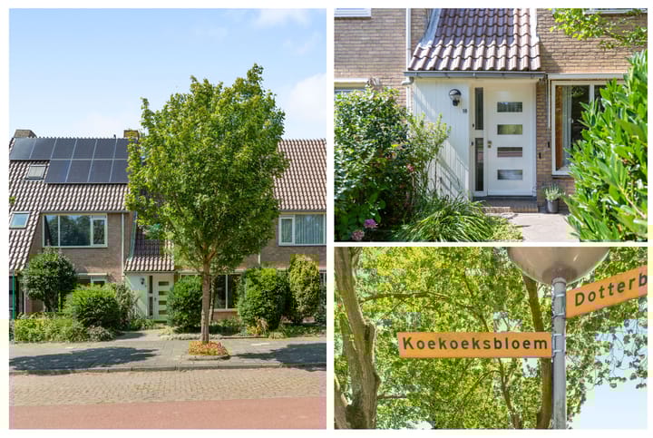 Foto 2 van Koekoeksbloem 18