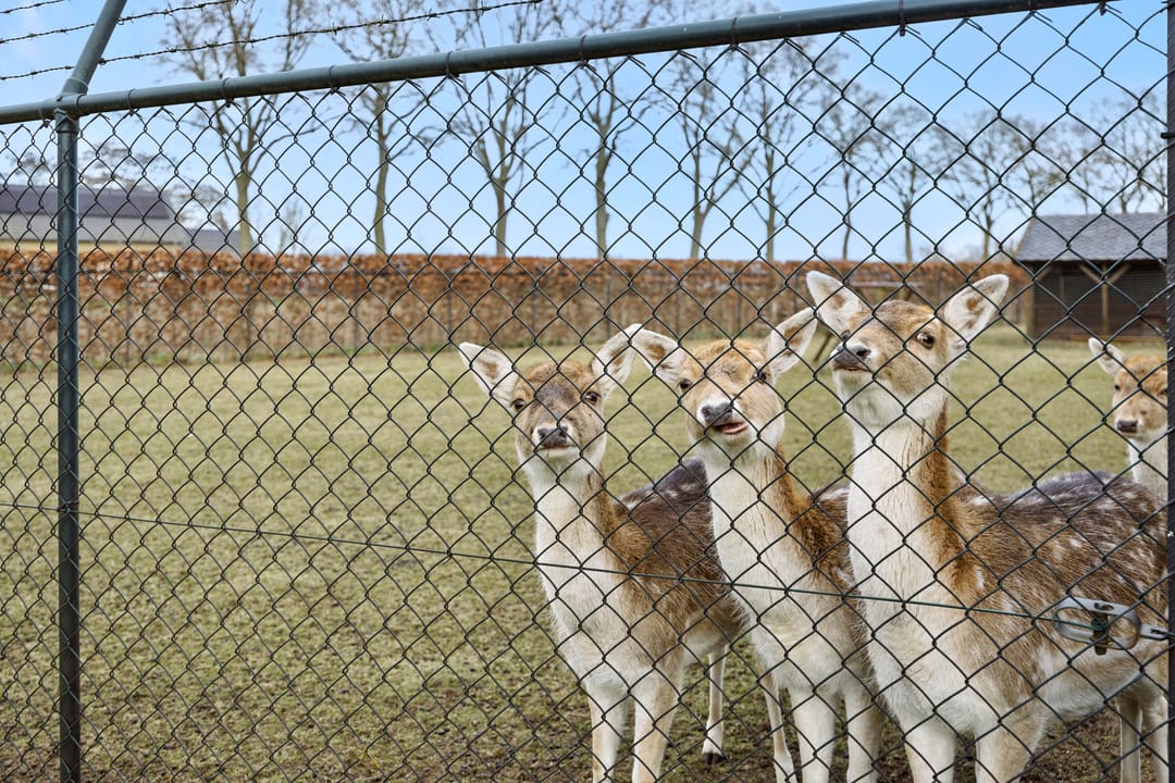 Foto 41 van Griendtsveenseweg 29