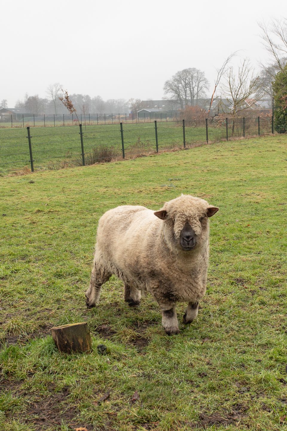 Foto 98 van Zekteweg 6-A