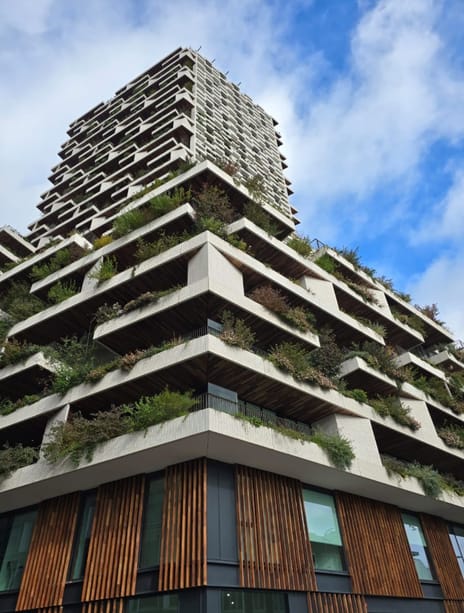 Wonderwoods main image