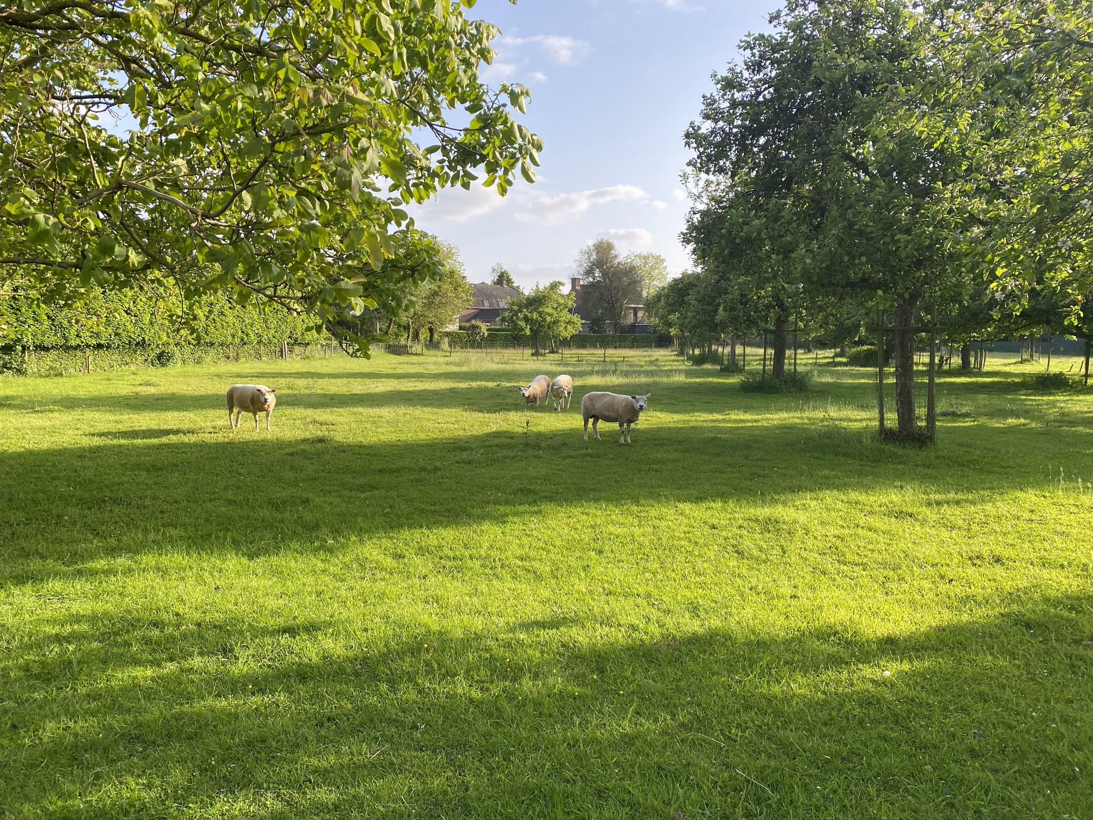 Foto 9 van Bremheuvel 5