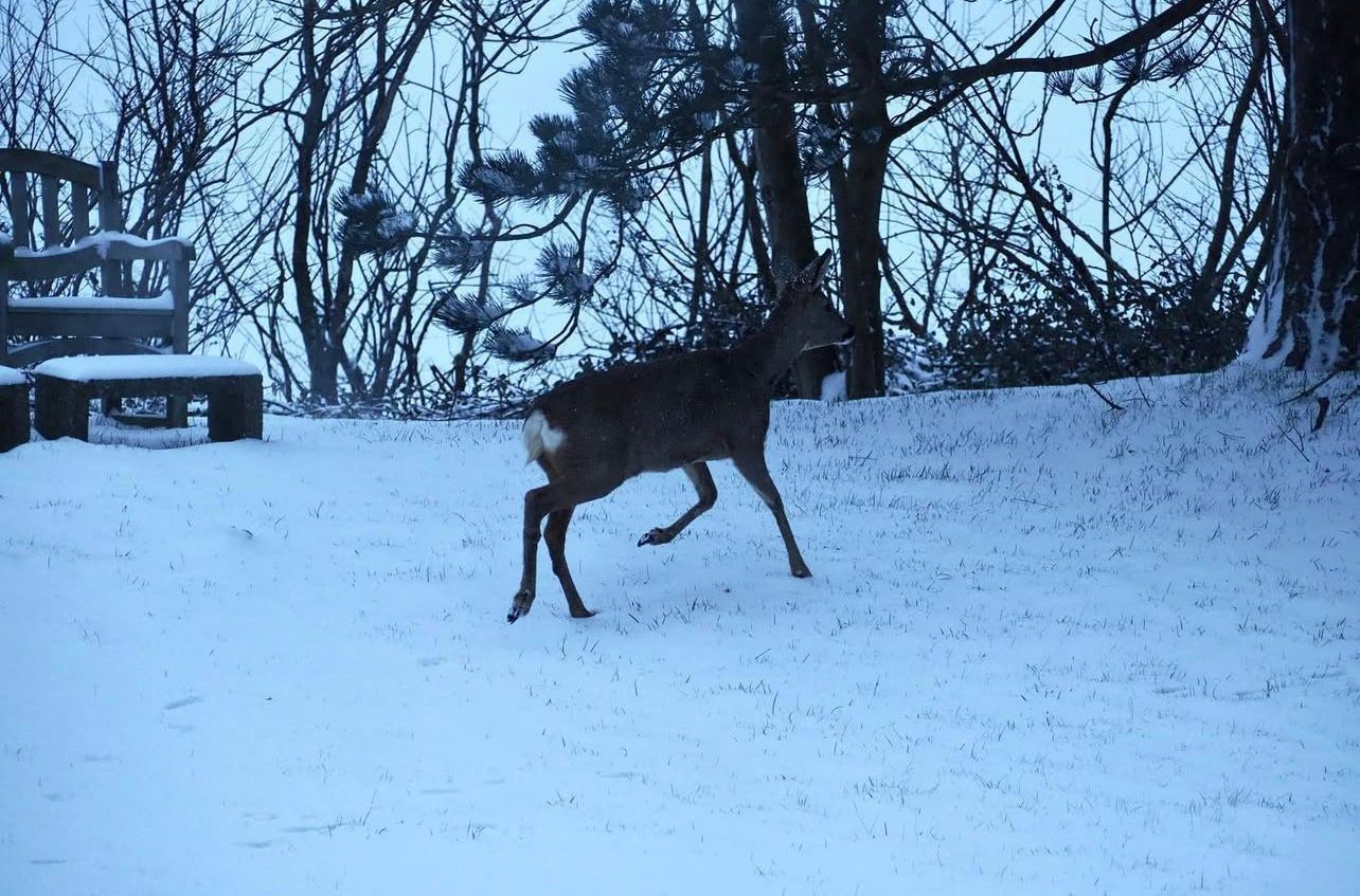 Photo 49 of Groenedijk 36