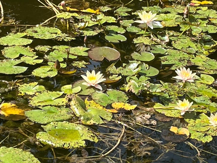 Photo 27 of Zwanenlaan