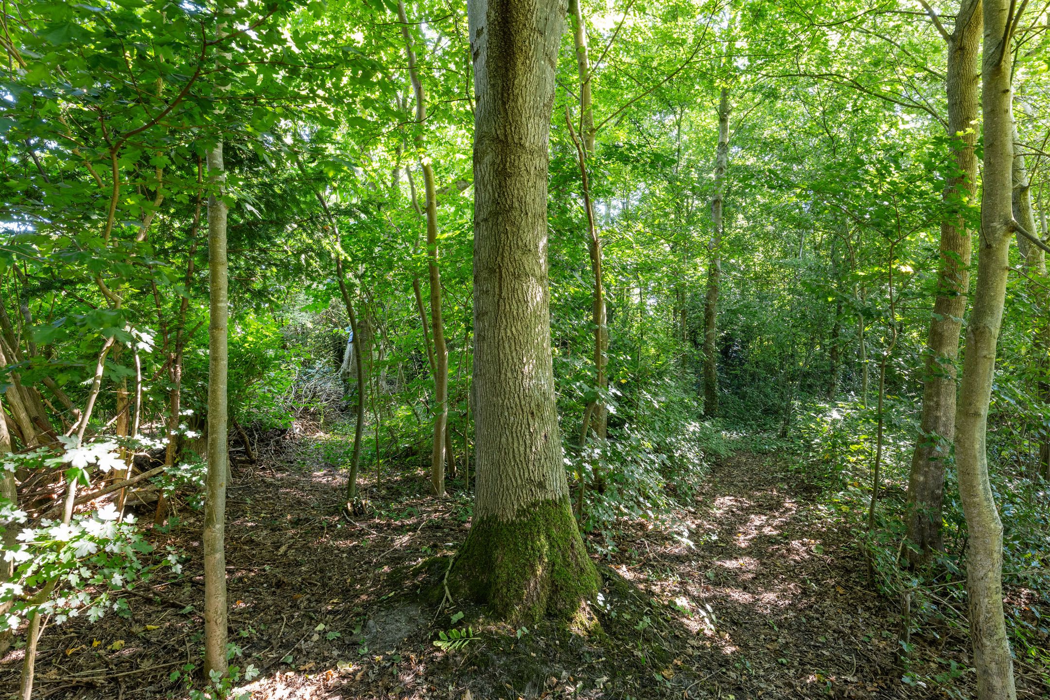 Photo 57 of Plantsoenlaan 29