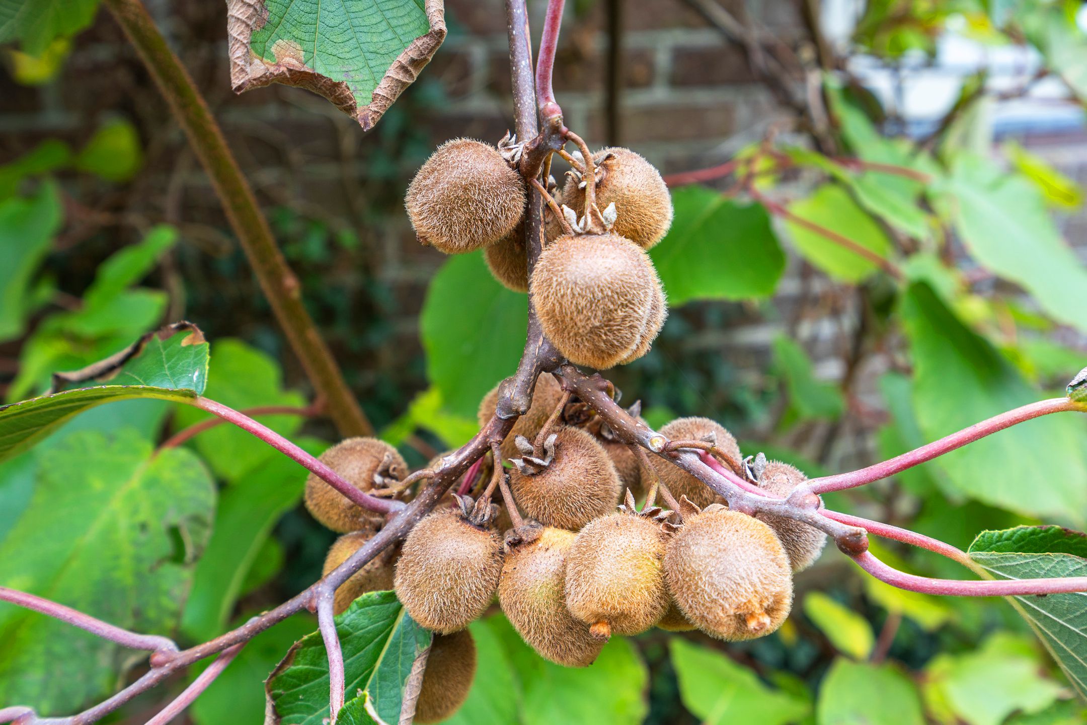 Foto 42 van Duinlustweg 42