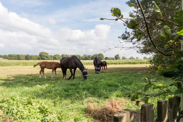 Foto 88 van Galgenkamp 1