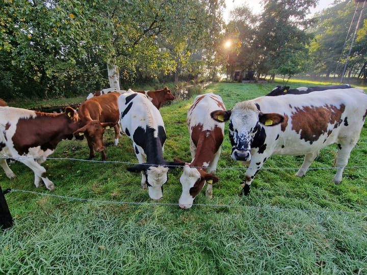 Photo 3 of Stichtse Kade