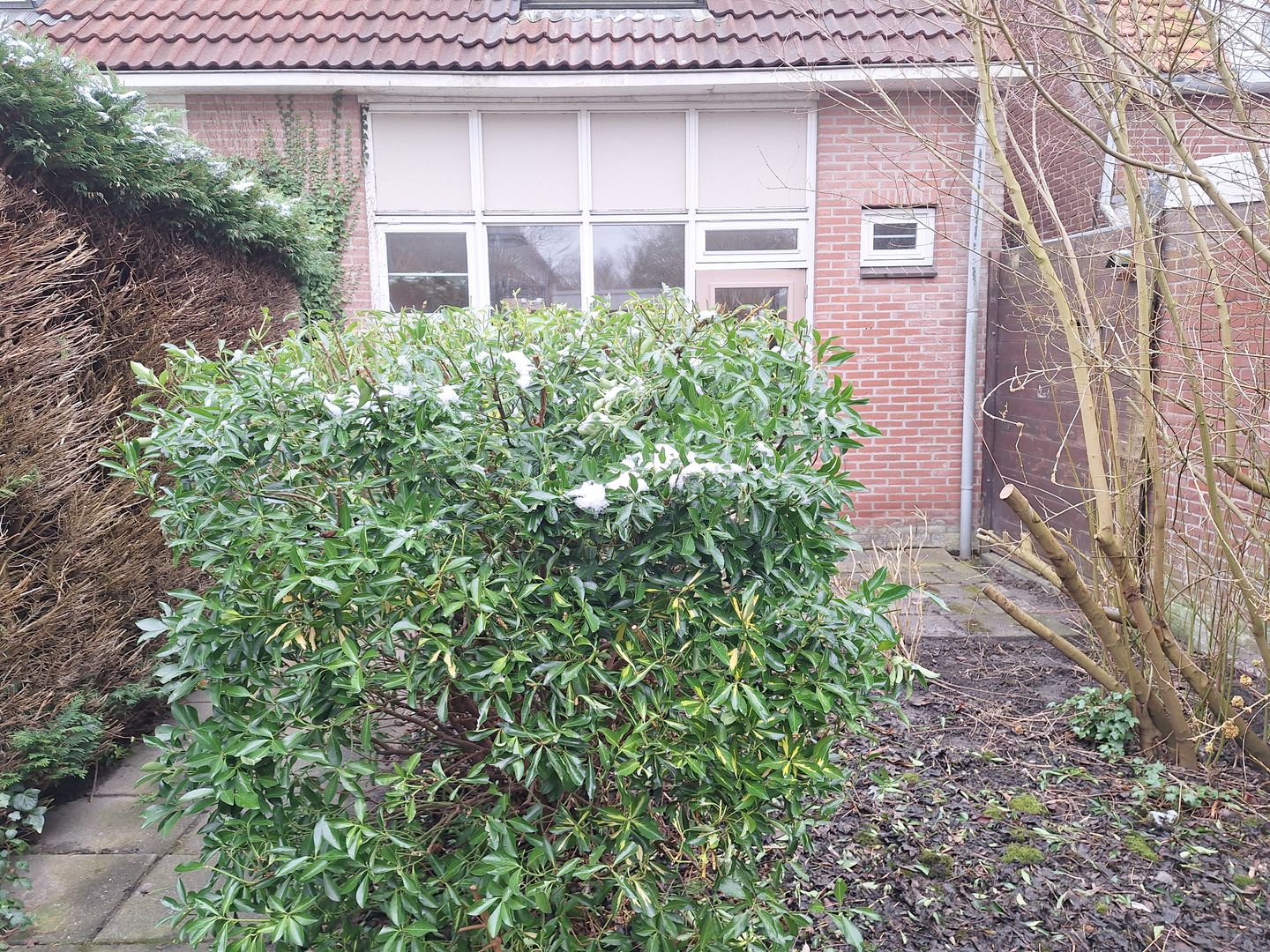 Foto 14 van Drieboomlaan 181