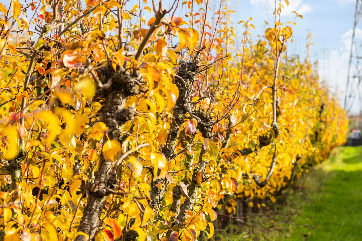 Foto 55 van Oud-Cromstrijensedijk OZ 42