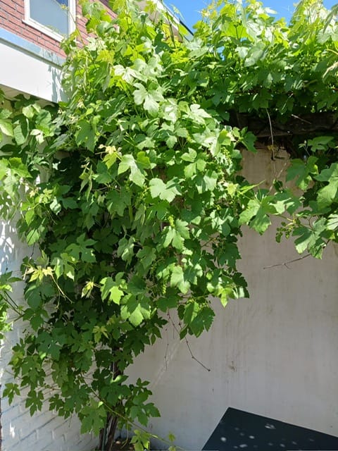 Foto 45 van Liebergerweg 722