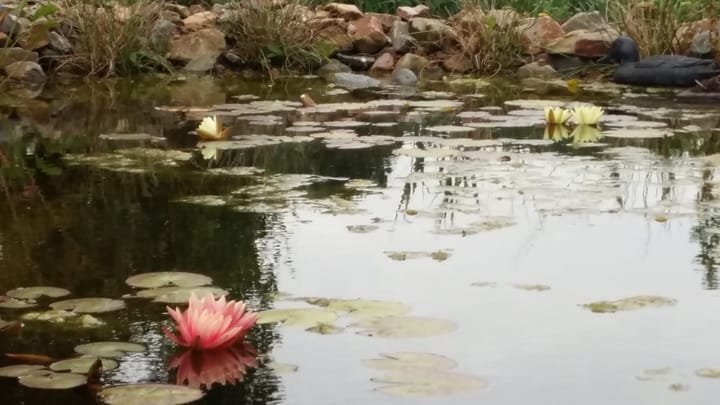 Foto 28 van Oudelandsedijk 55-A