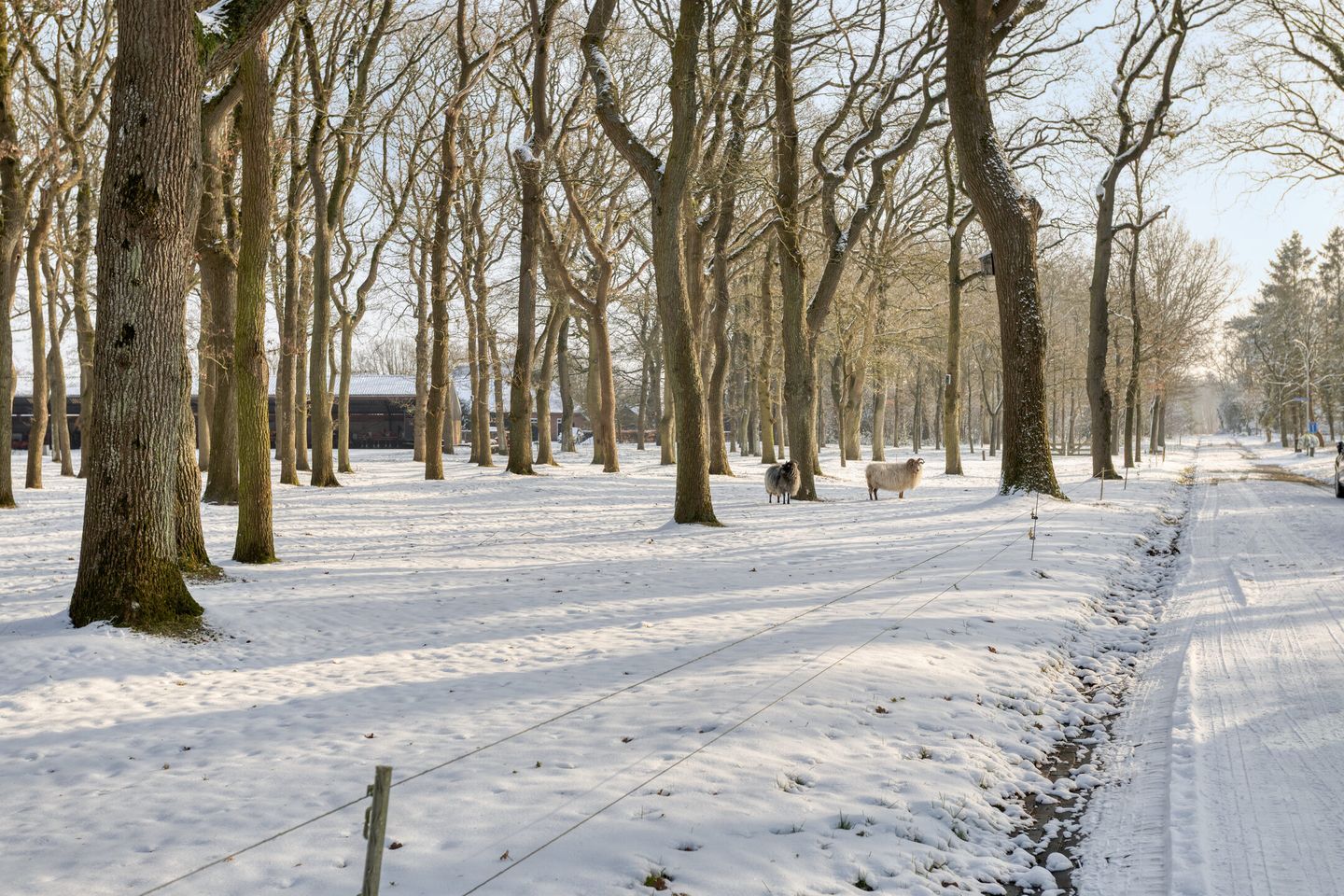 Foto 4 van Westerbrink 6