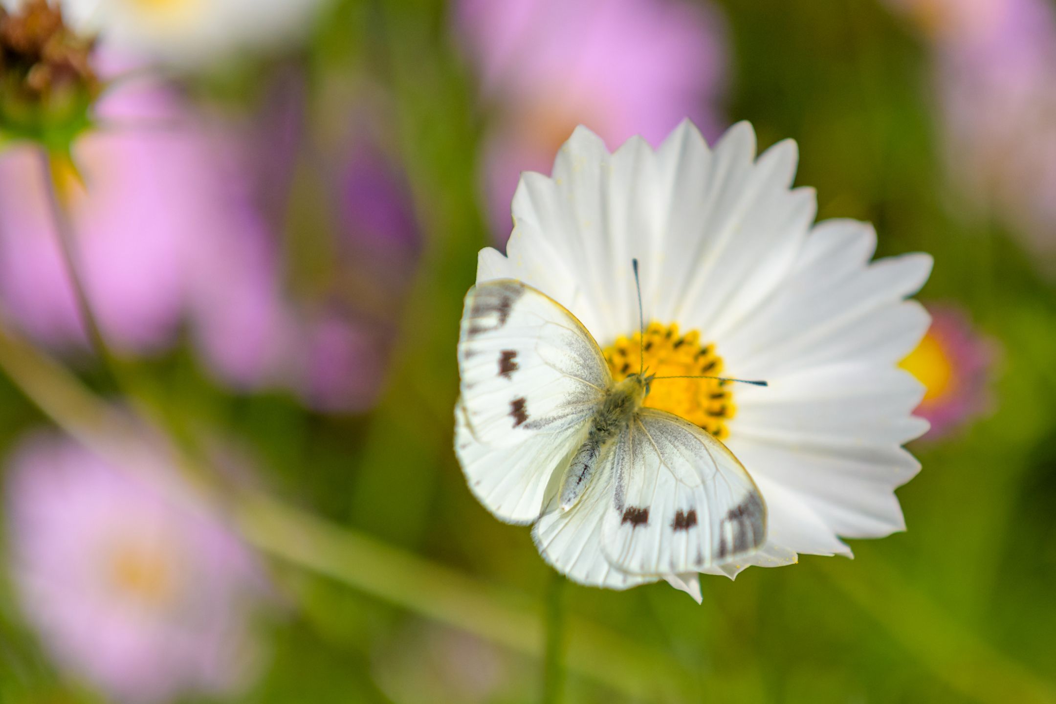 Foto 60 van Ruitersmolenweg 35