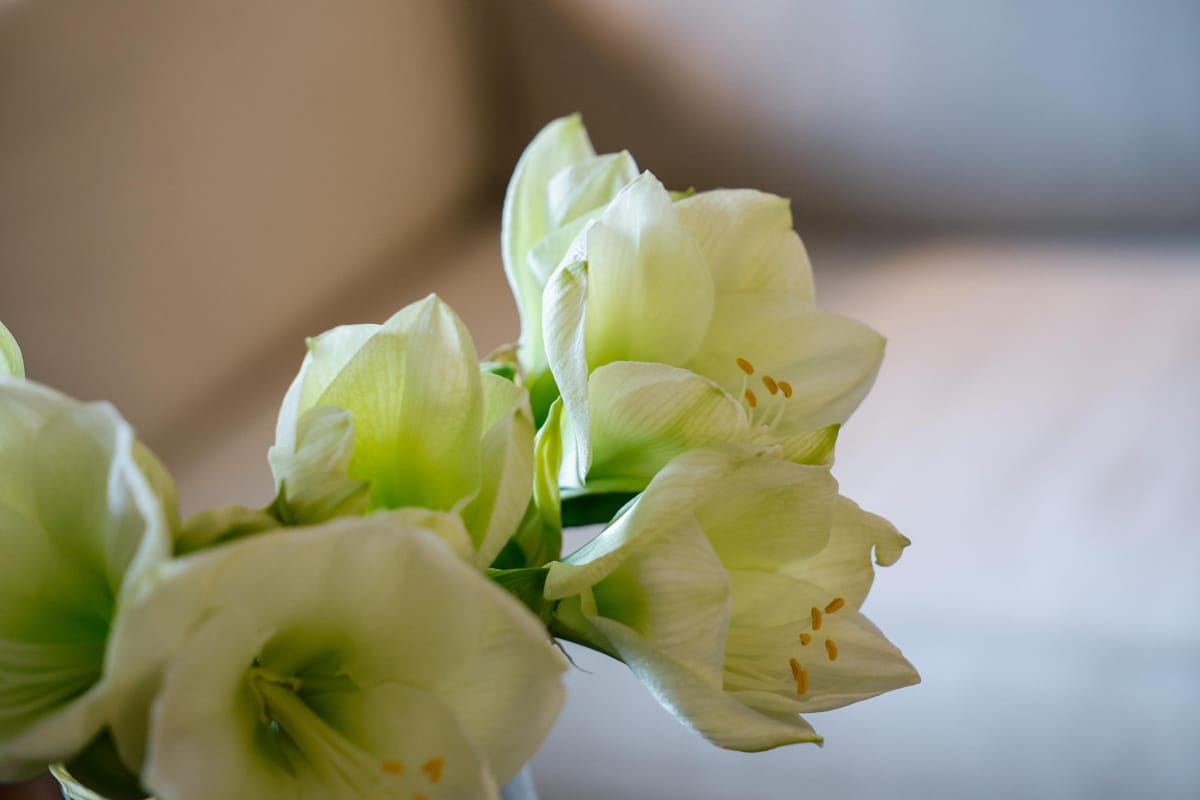 Foto 6 van Rongen 13